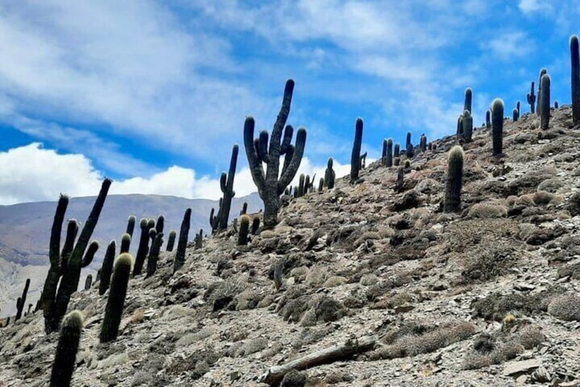 The majestic cardones of the Quebrada del Toro