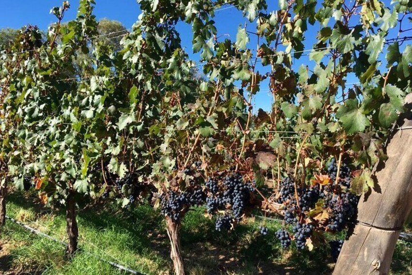 It's time for the wine harvest!