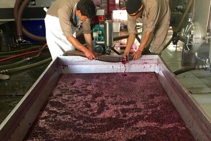 Wine harvest time