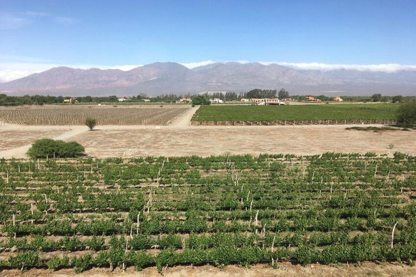 Vineyards at Grace hotel, Cafayate.