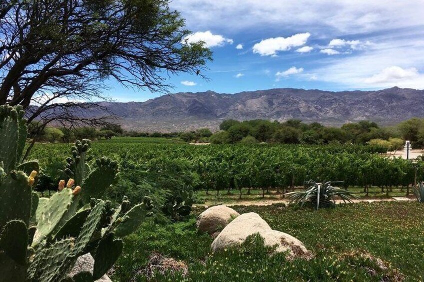 View from terrace of the winery
