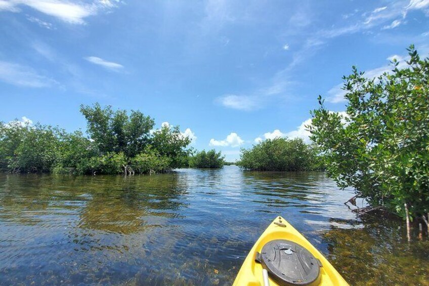 Kayak Tour of Mangrove Maze from Key West