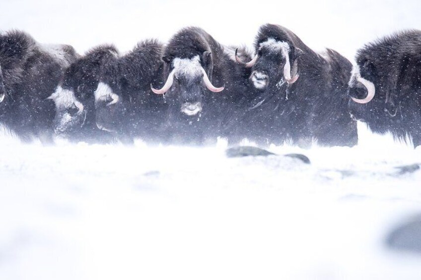 Musk ox Safari in Dovrefjell National Park from Oppdal