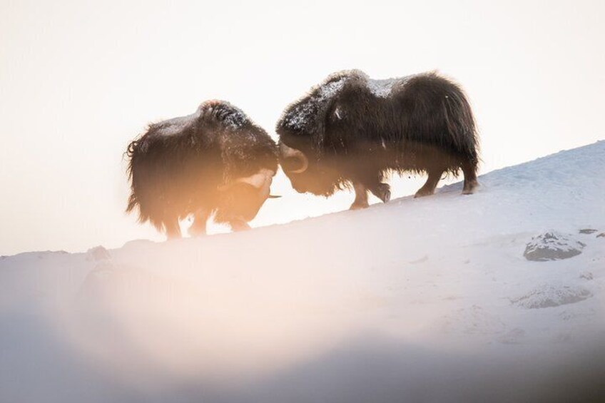 Musk ox Safari in Dovrefjell National Park from Oppdal