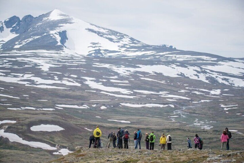 Musk ox Safari in Dovrefjell National Park from Oppdal