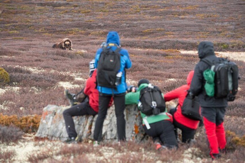 Musk ox Safari in Dovrefjell National Park from Oppdal