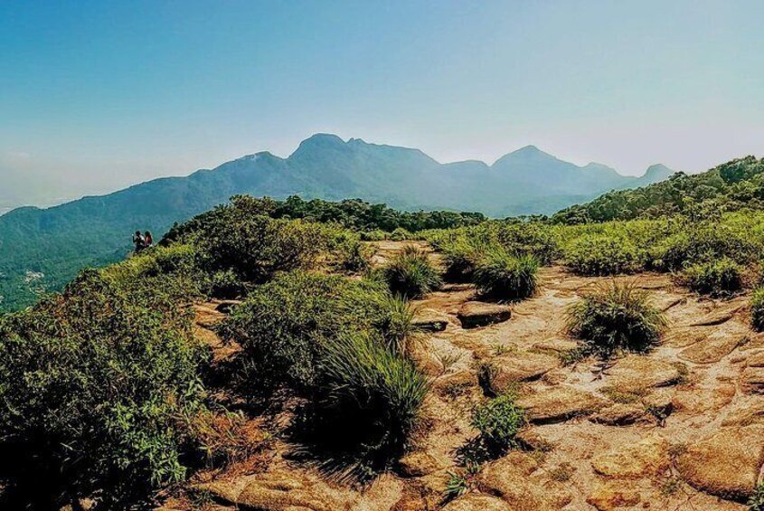 Tijuca Forest Half-Day Hike (Small Group or Private)