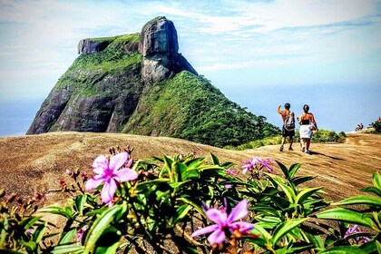 Tijuca Forest Half-Day Hike (Small Group or Private)