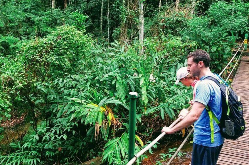 Tijuca Forest Adventure Full-Day Hike (Small-Group or Private)