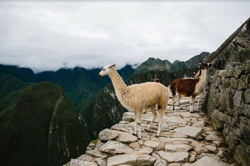 2 Day Short Inca Trail to Machu Picchu 