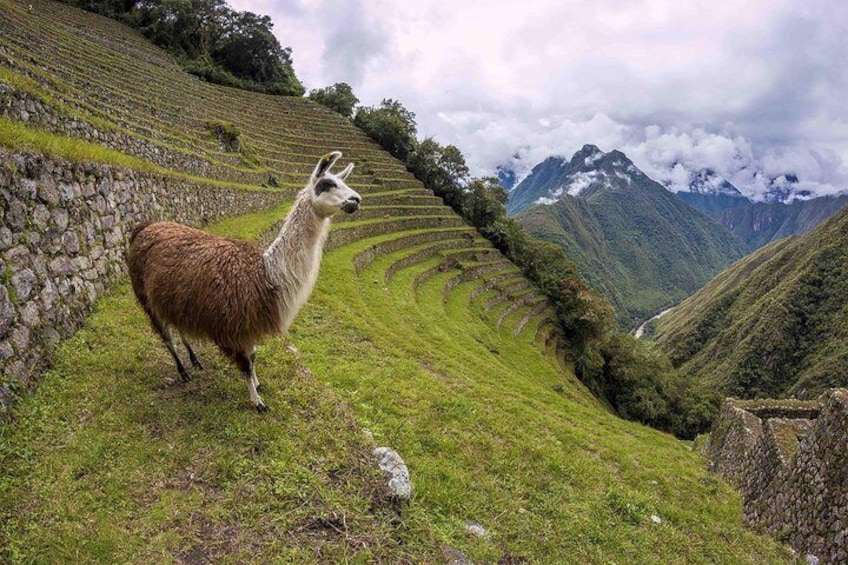 Short Inca Trail 