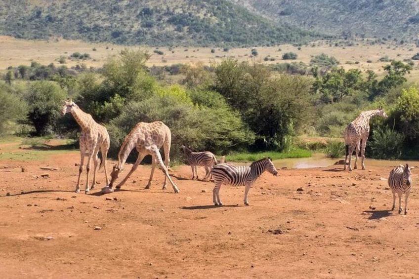 Pilanesberg and Sun City Tour