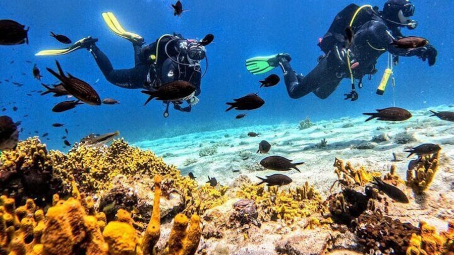 Underwater paradise