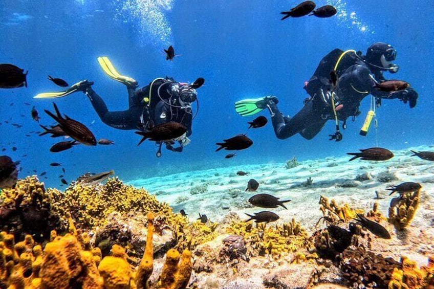 Underwater paradise