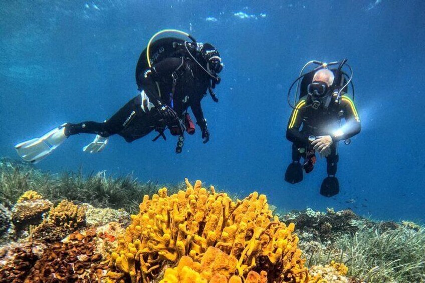 Colorful reefs