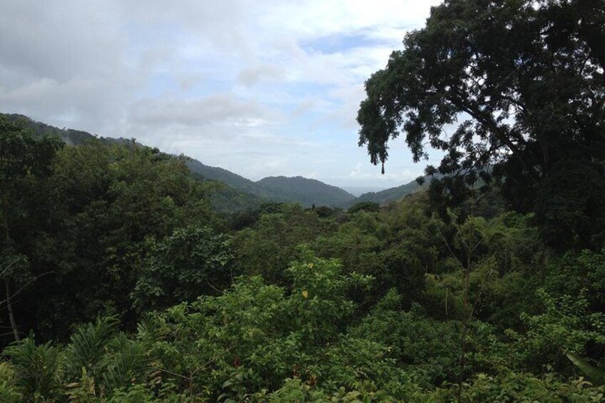 Rainforest from above