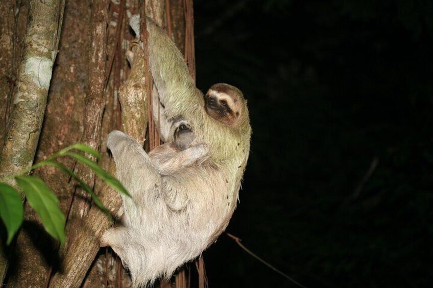 We often see Three-toed Sloths in Drake Bay. Get to know these charismatic denizens of the rainforest on the Night Tour
