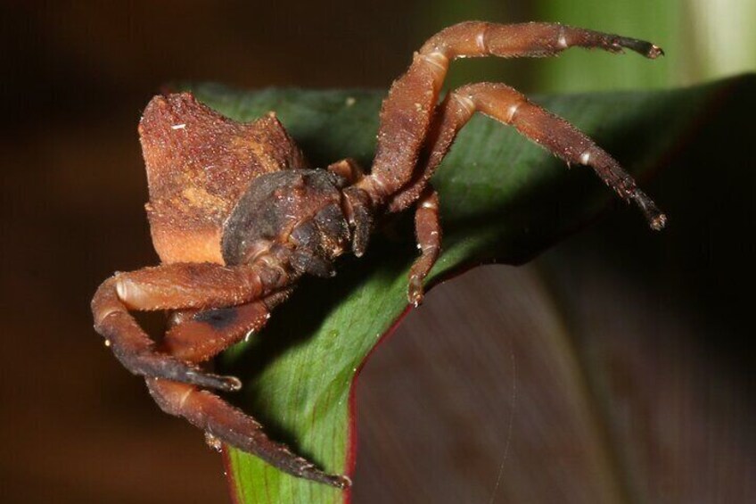 This Crab Spider, Epicadus granulatus, is a rare find in Drake Bay.
