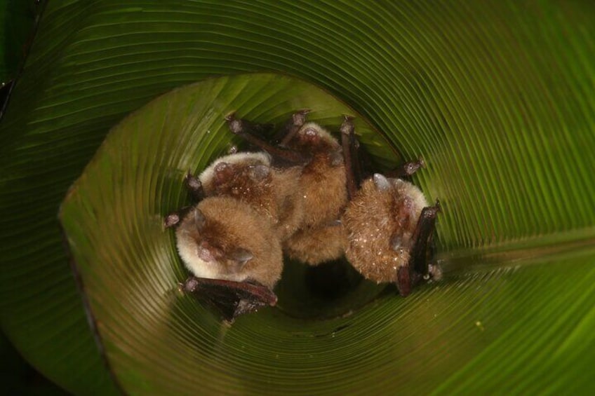 Spix's Disk-winged Bats (Thyroptera tricolor) are among the few bats in the world that roost right side up. 