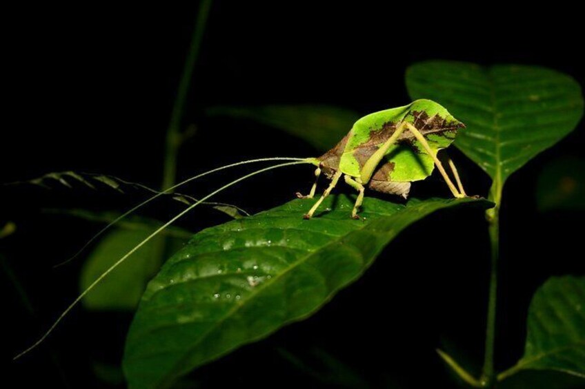 The rainforest is full of mystery and surprises. Discover its beauty on the Night Tour