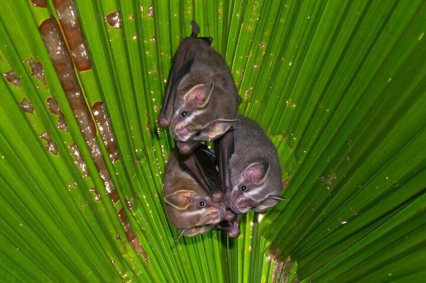 Bats make up nearly half of Costa Rica's mammal species. Learn more about these exceptional animals on the Night Tour
