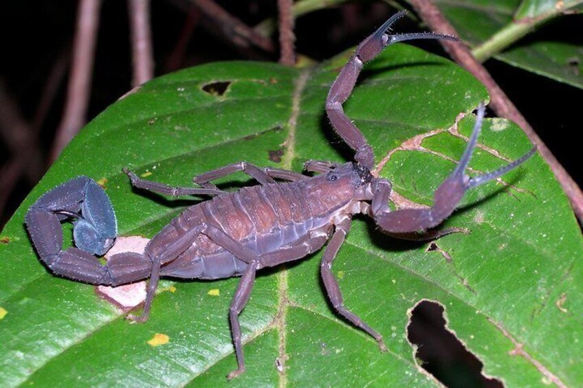 Did you know that scorpion venom is the most valuable liquid on the planet? Learn more on the Night Tour