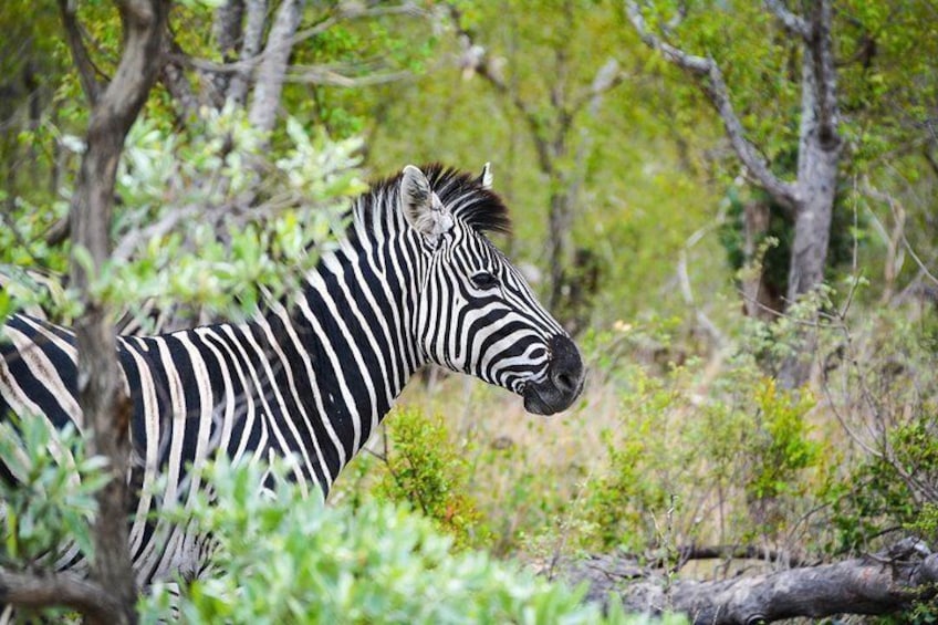 Victoria Falls Safari and Cultural day trip