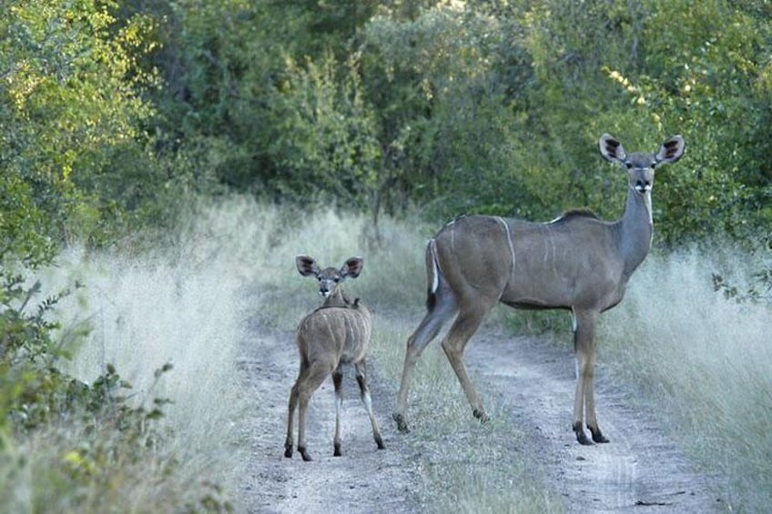 Victoria Falls Safari and Cultural day trip