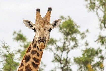 3 Days Victoria Falls Adventure and Safari Experience