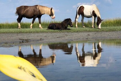 Guided Kayak Tour to see ponies, birds, dolphins and more