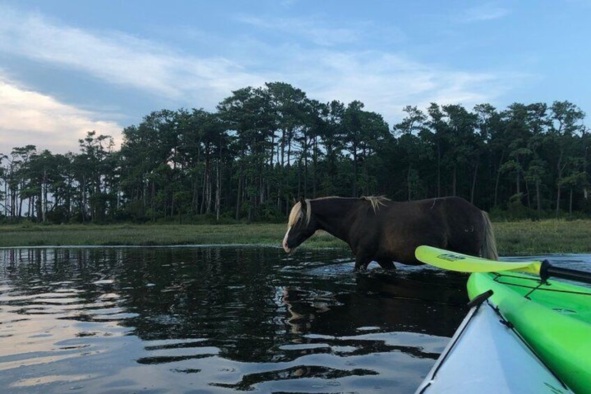 Guided Kayak Tour to see ponies, birds, dolphins and more