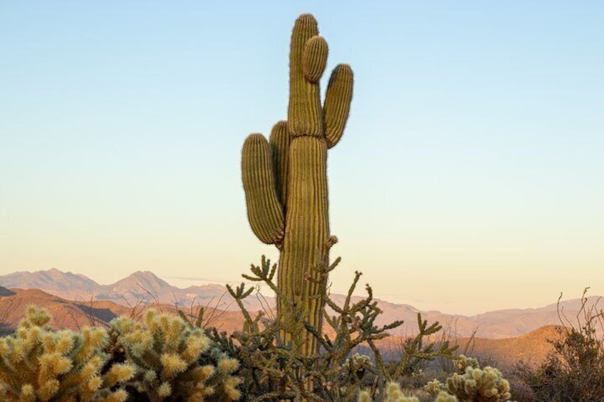 The famous Saguaro cactus, only found in the Sonoran desert.