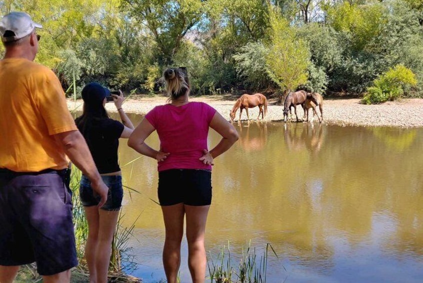 Sometimes our guests have a chance to see our wild horse population at the Verde River!