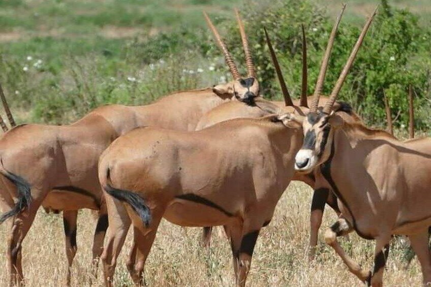 2 Days Safari Tsavo East