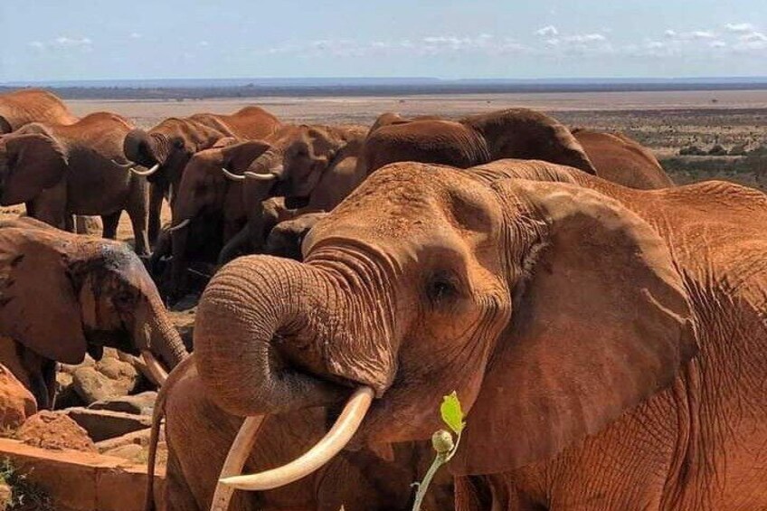 2 Days Safari Tsavo East