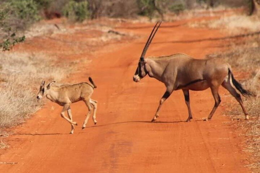 2 Days Safari Tsavo East 