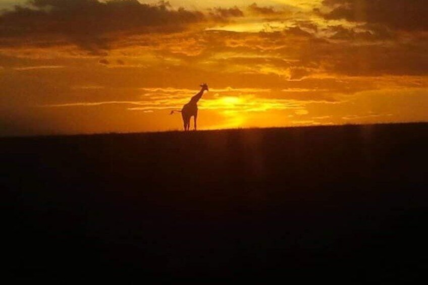2 Days Safari Tsavo East