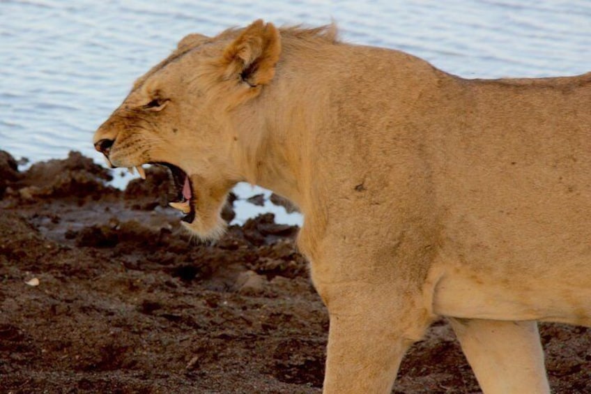2 Days Safari Tsavo East