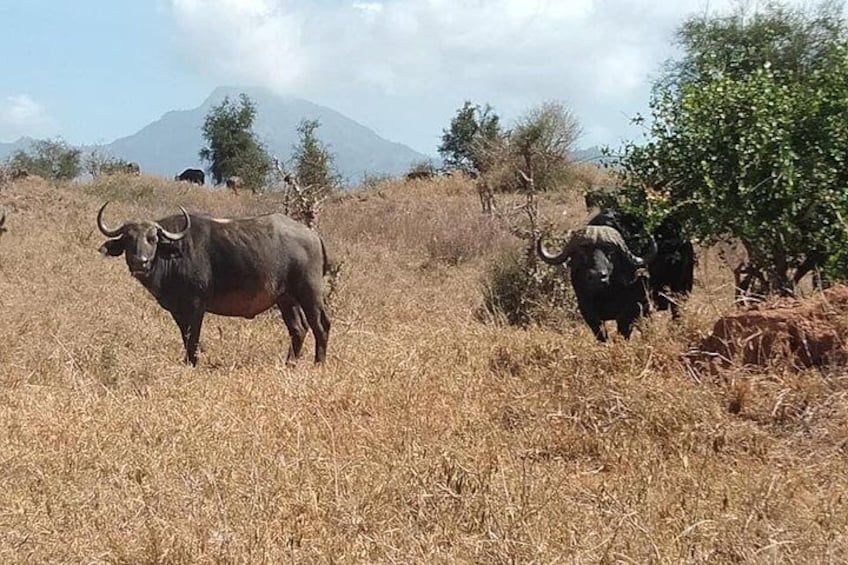 3 days safari Tsavo east and Taita hills (Saltlick lodge)