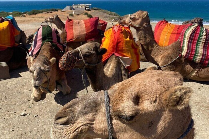 Tangier Day Tour from Tarifa/Algeciras