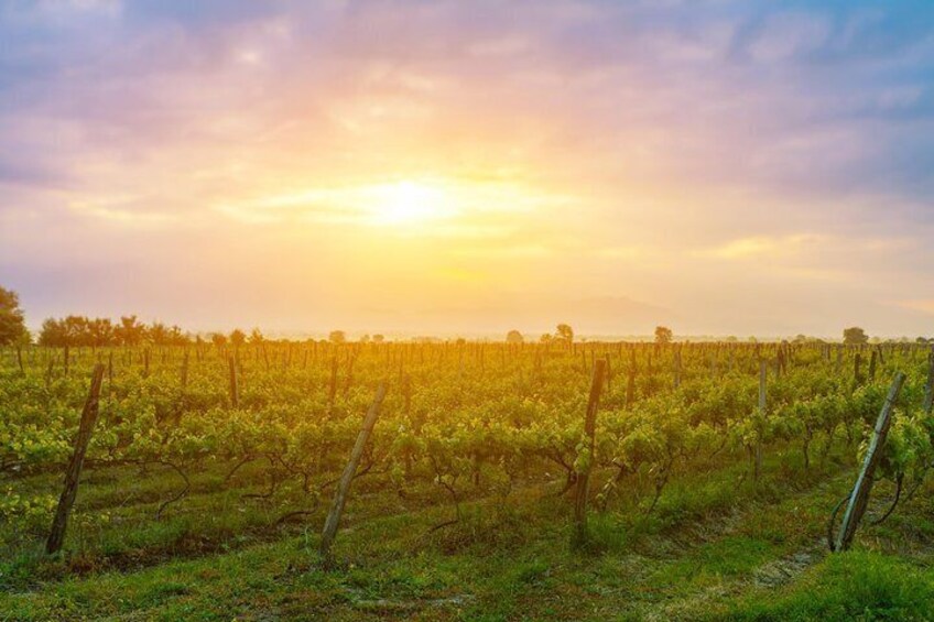  Kakheti wine region - Private Tour 