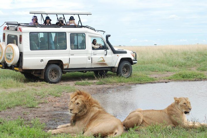 2 Day Serengeti Safari Experience from Mwanza