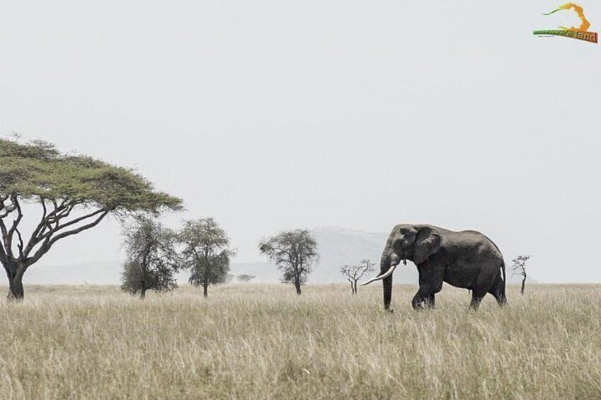 2 Day Serengeti Safari Experience from Mwanza