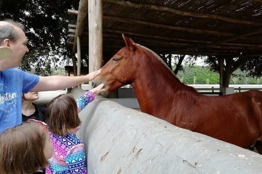 Peruvian Paso Horse Show with Lunch