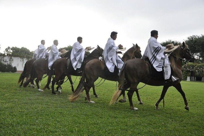 Peruvian Paso Horses