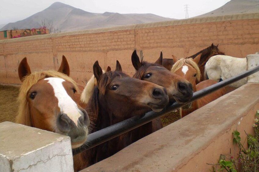 Peruvian Paso Horse Show with Lunch or Open Bar