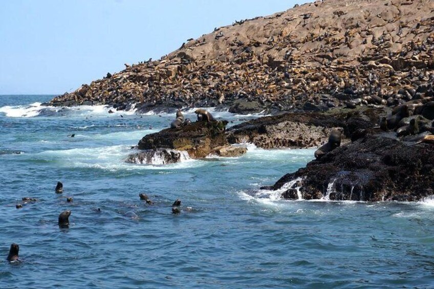 From Lima: Palomino Islands Cruise & Swimming with Sea Lions with Transfers