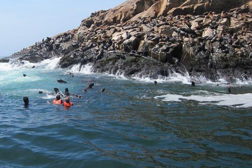 Lima: Palomino Islands Excursion & Swimming with Sea Lions with Hotel Transfers