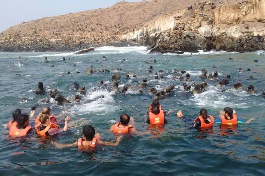 From Lima: Palomino Islands Cruise & Swimming with Sea Lions with Transfers