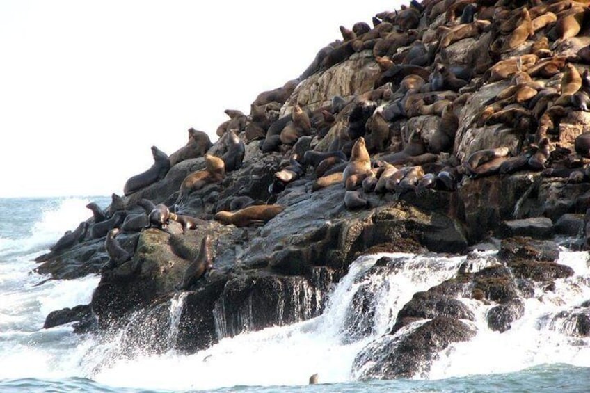 From Lima: Palomino Islands Cruise & Swimming with Sea Lions with Transfers